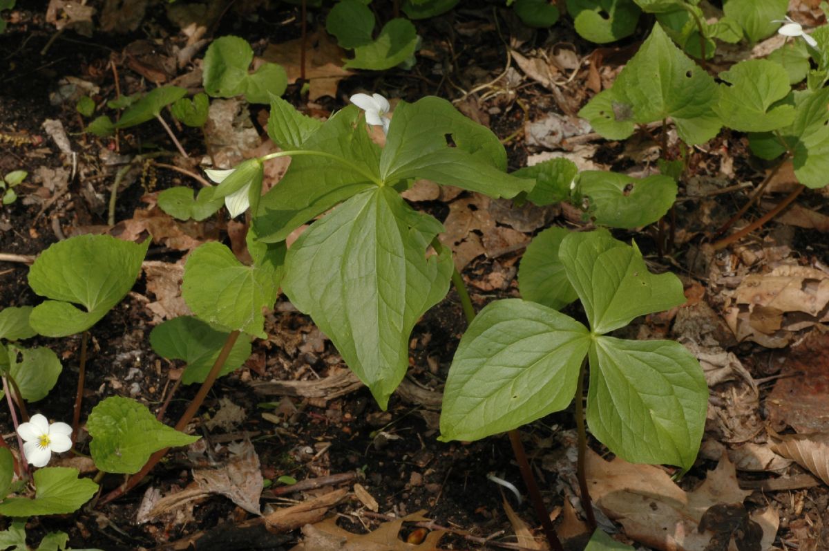 Melanthiaceae Trillium cernuum