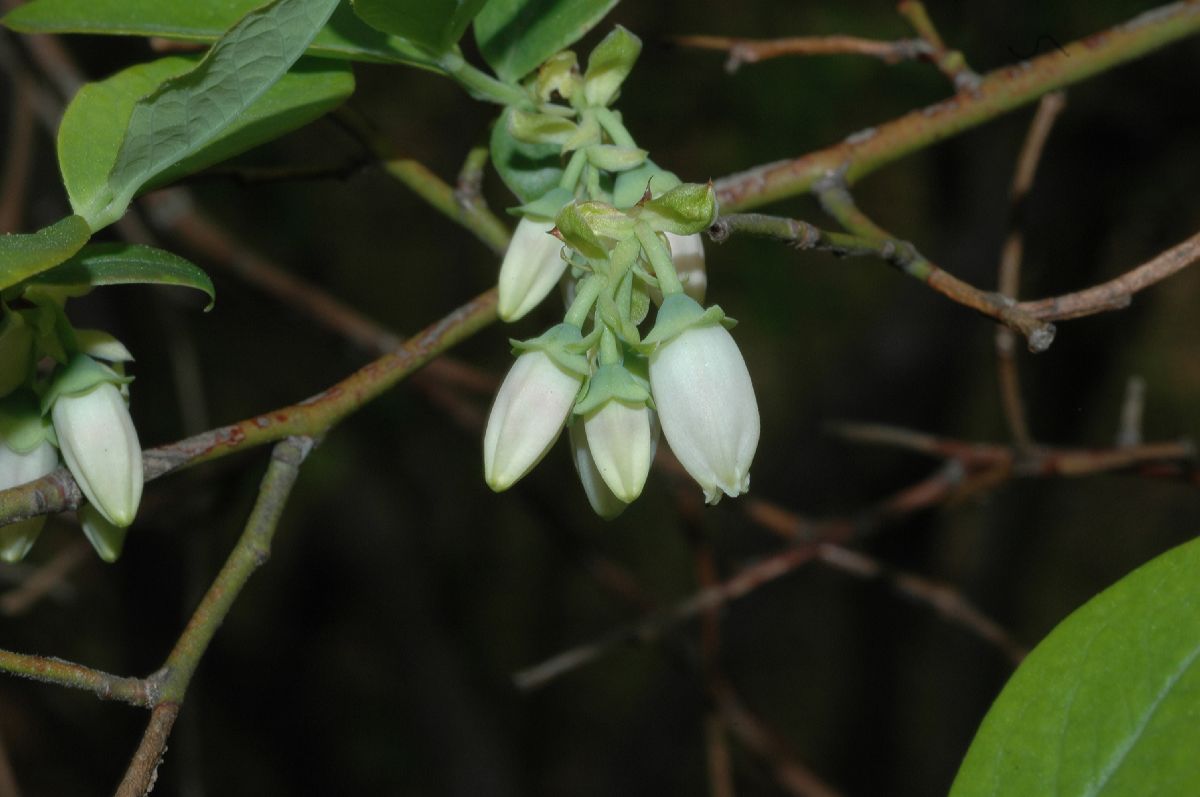 Ericaceae Vaccinium lamarckii