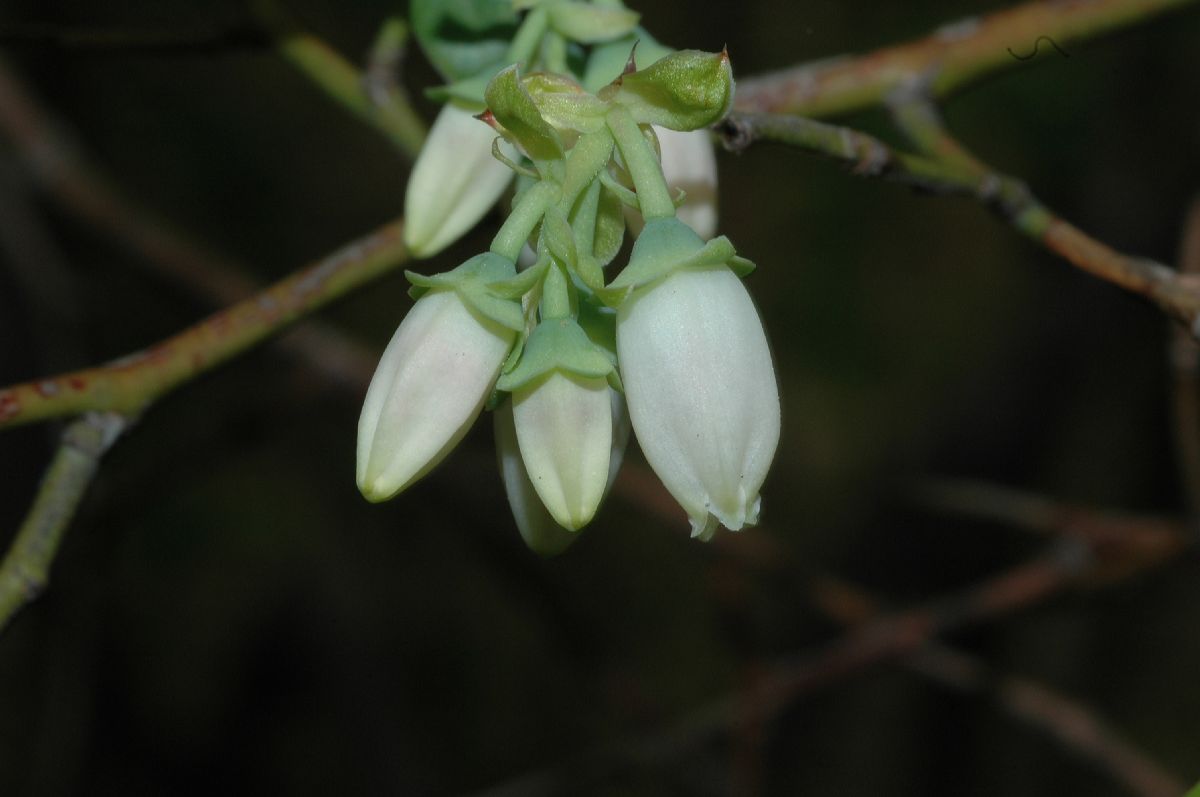 Ericaceae Vaccinium lamarckii