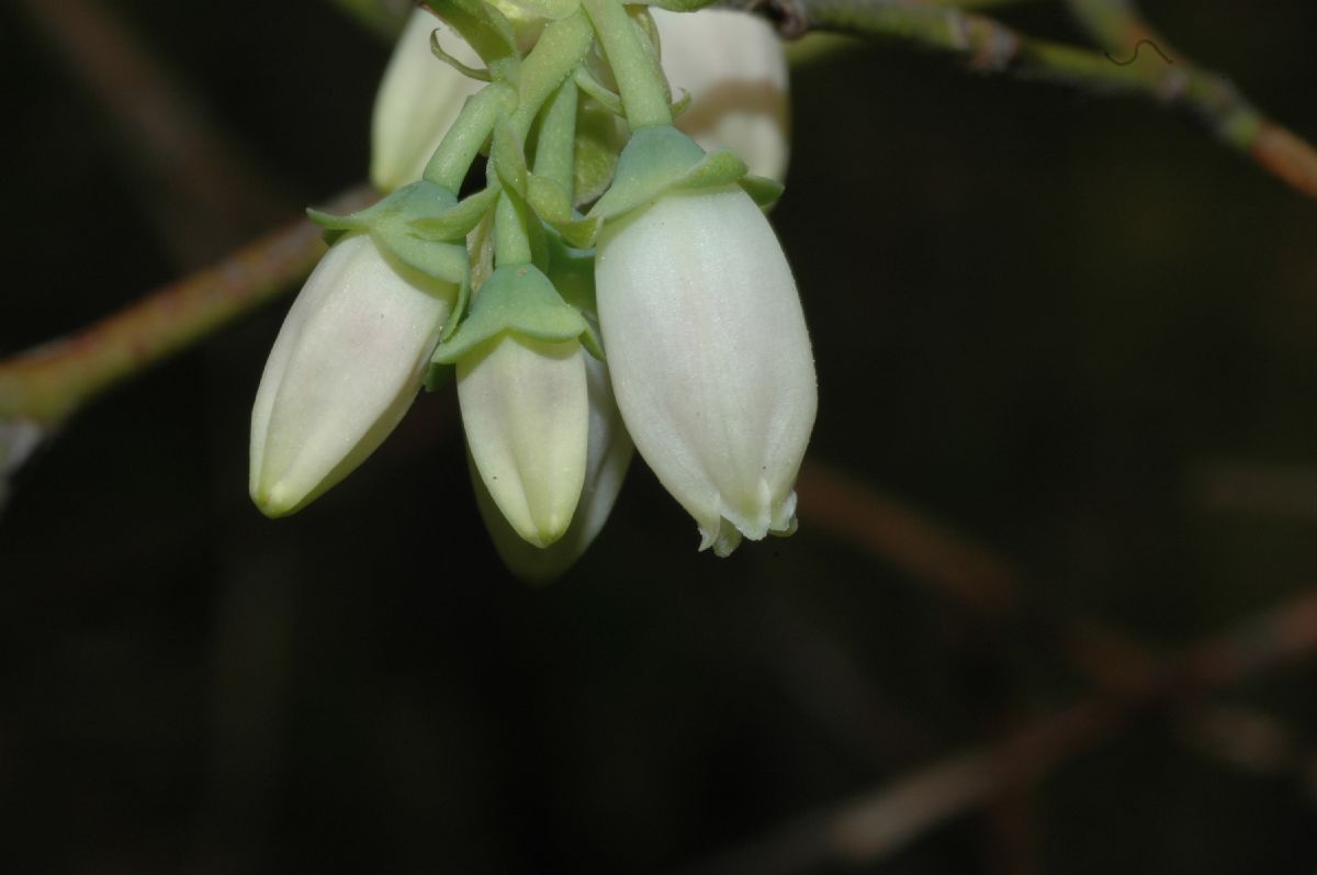 Ericaceae Vaccinium lamarckii