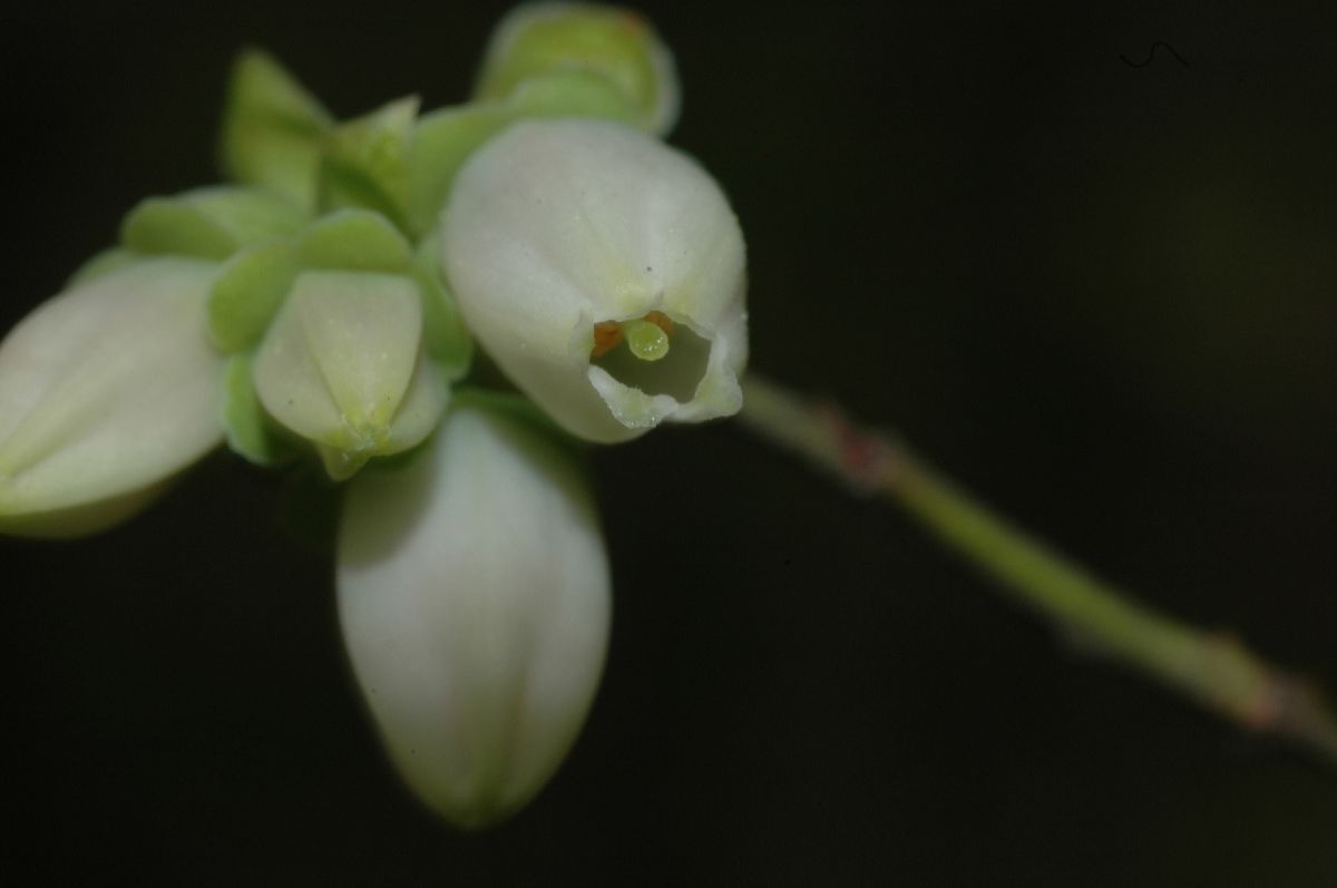 Ericaceae Vaccinium lamarckii