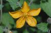 image of Mentzelia scabra