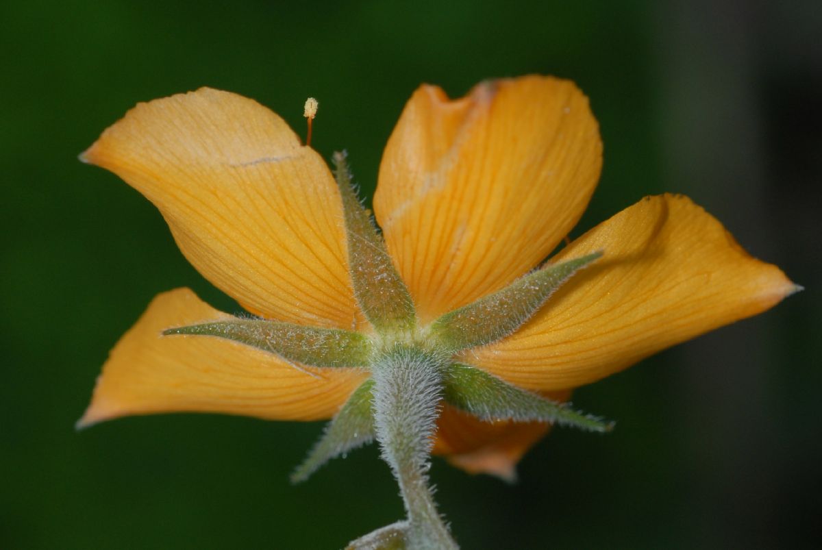 Loasaceae Mentzelia scabra
