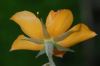 image of Mentzelia scabra