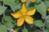image of Mentzelia scabra