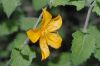 image of Mentzelia scabra