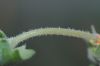 image of Mentzelia scabra