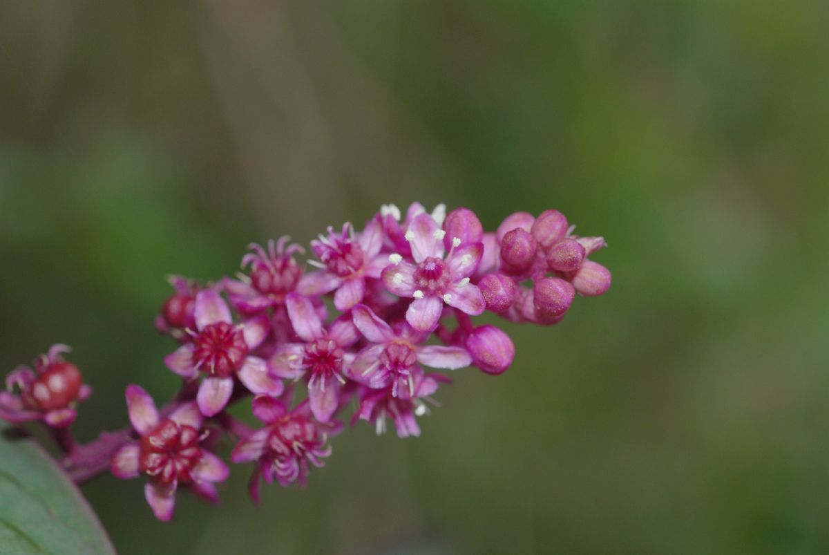 Phytolaccaceae Phytolacca octandra