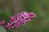 image of Phytolacca octandra