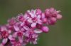 image of Phytolacca octandra
