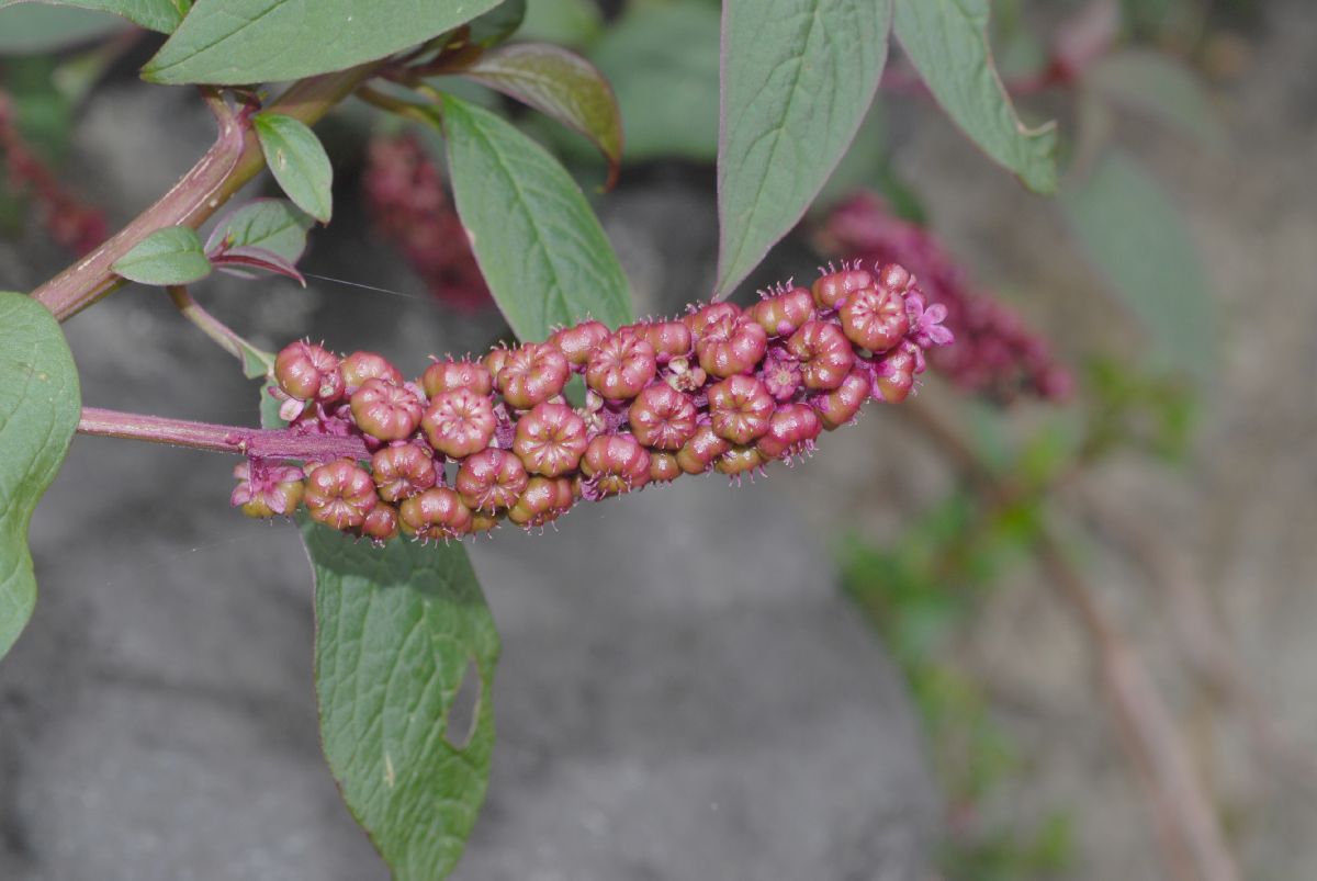 Phytolaccaceae Phytolacca octandra