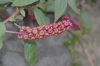 image of Phytolacca octandra