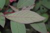 image of Phytolacca octandra