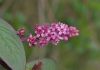 image of Phytolacca octandra