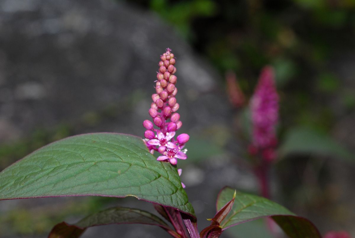 Phytolaccaceae Phytolacca octandra