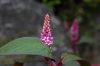 image of Phytolacca octandra