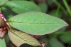 image of Phytolacca octandra