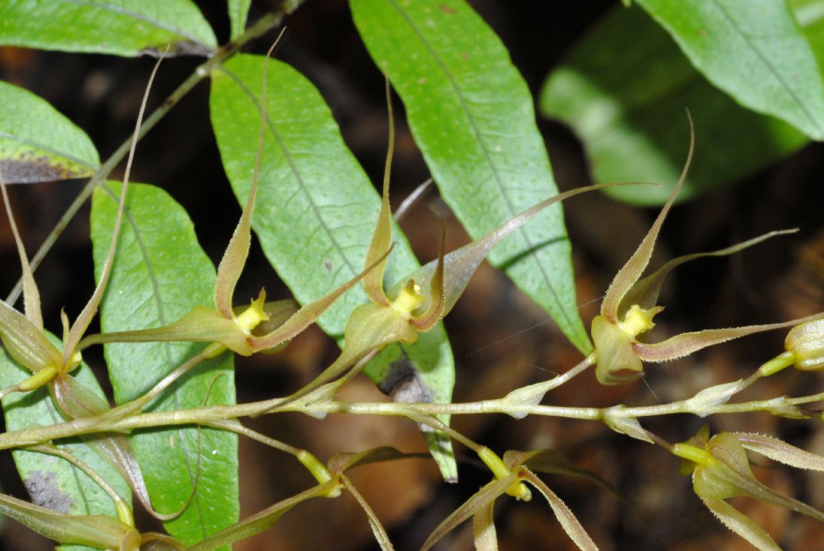 Orchidaceae Pleurothallis 
