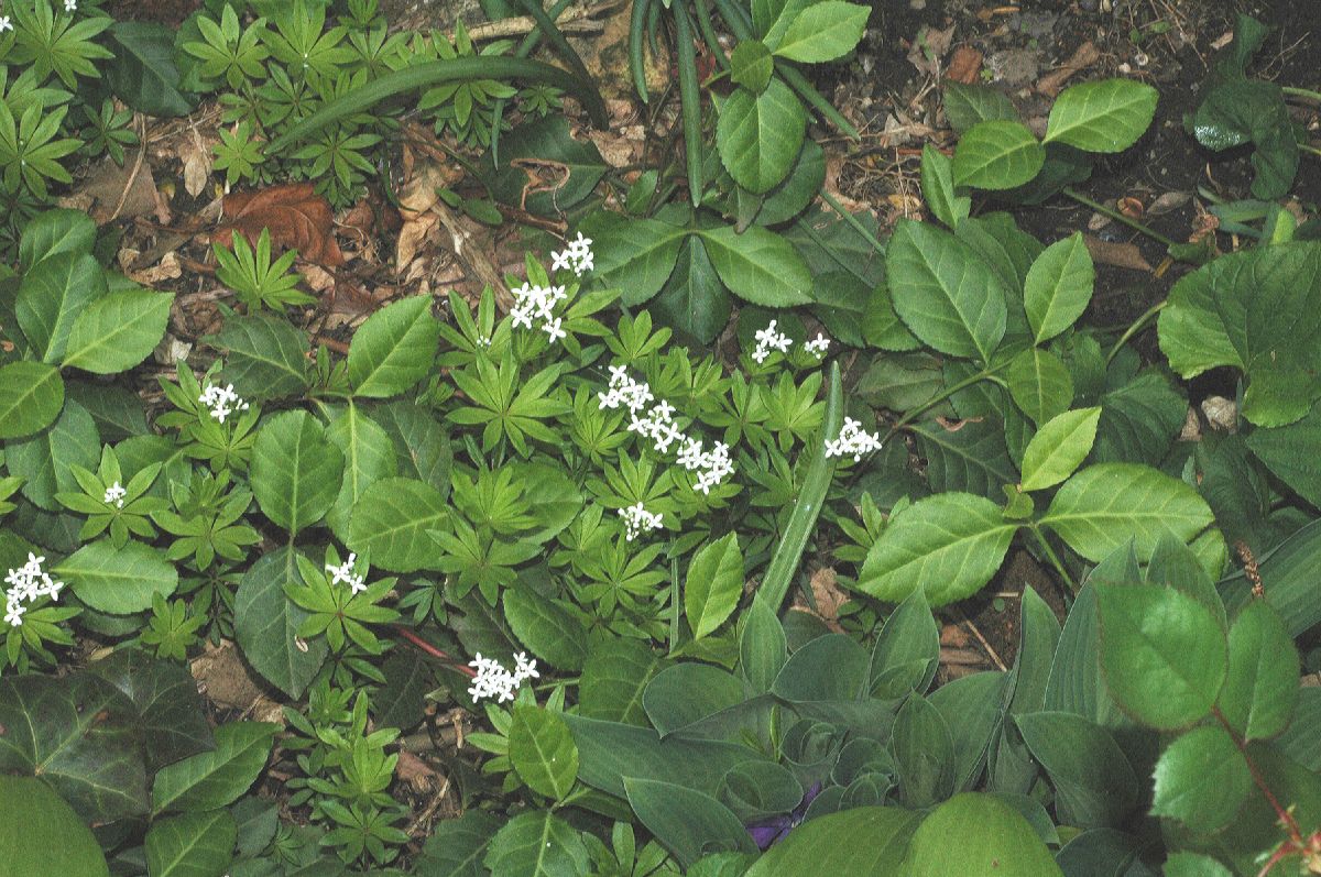 Rubiaceae Galium odoratum