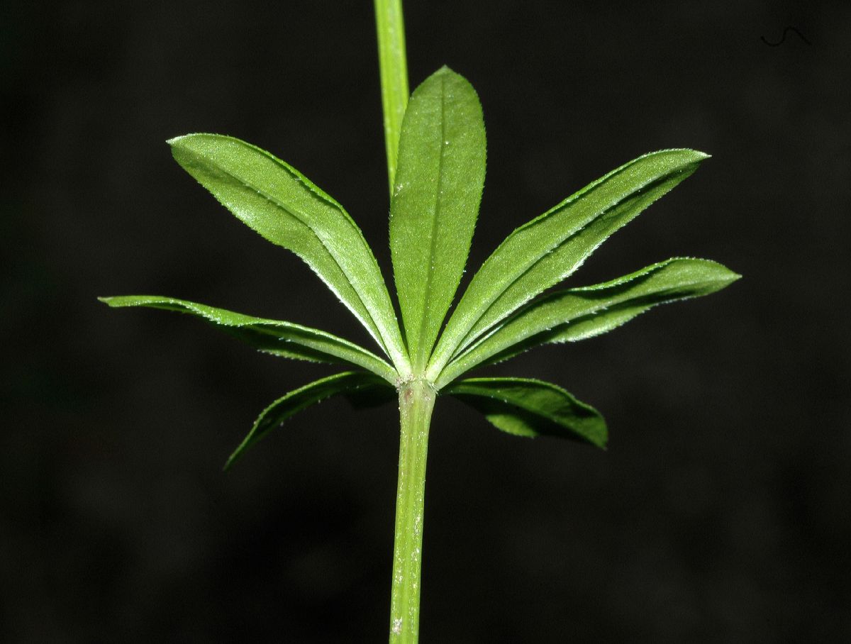 Rubiaceae Galium odoratum