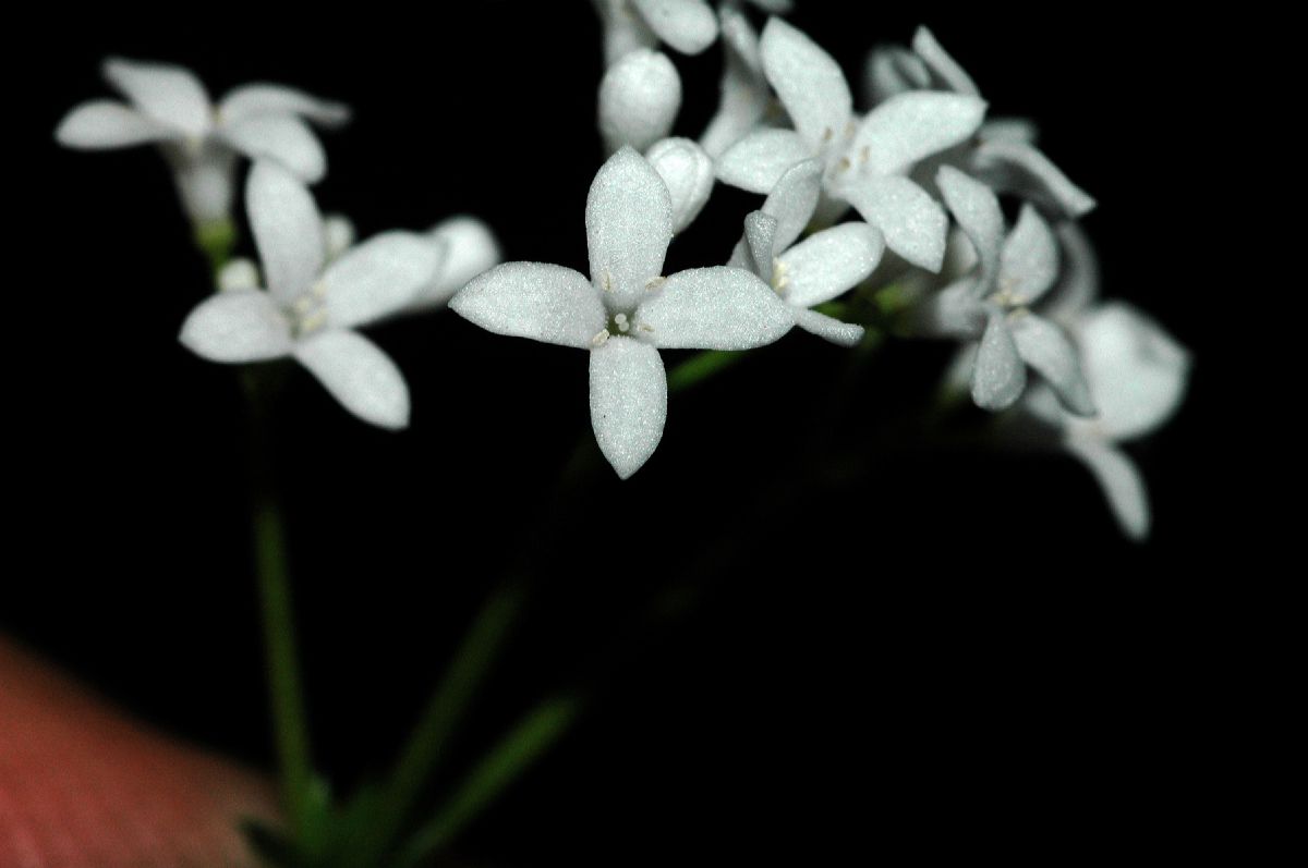 Rubiaceae Galium odoratum