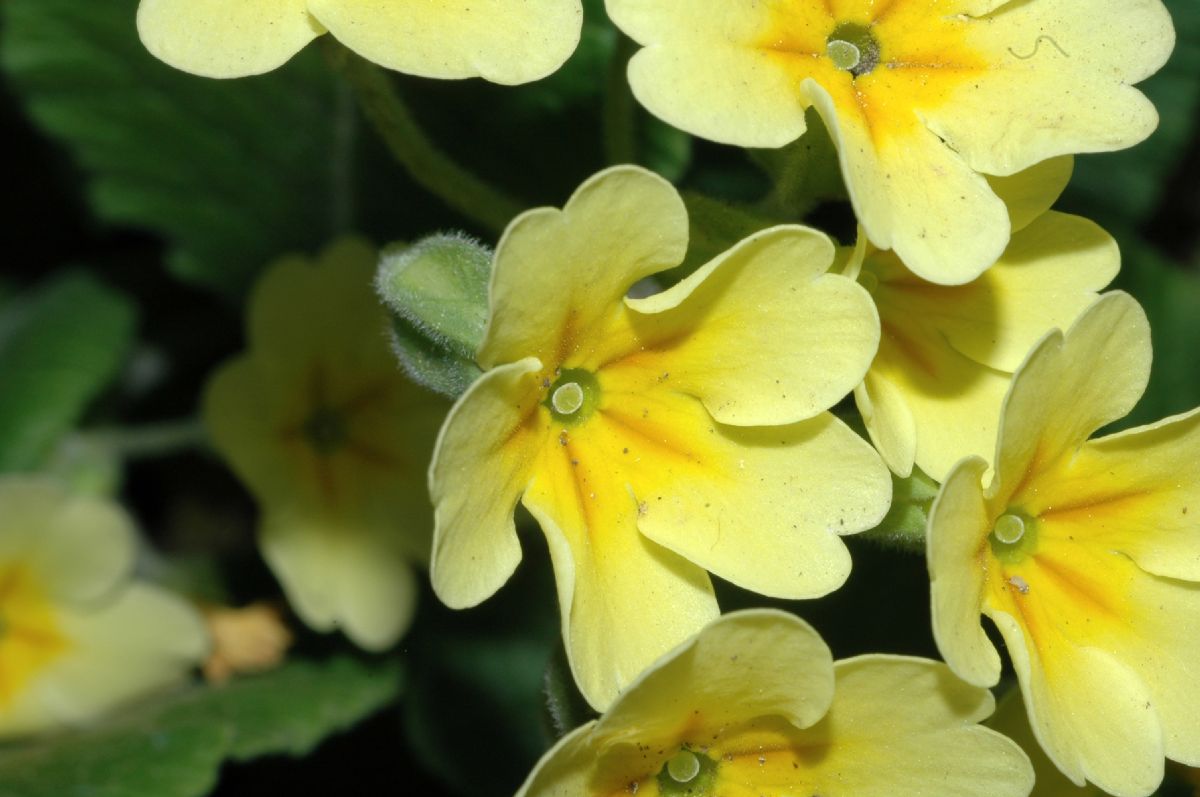 Primulaceae Primula veris
