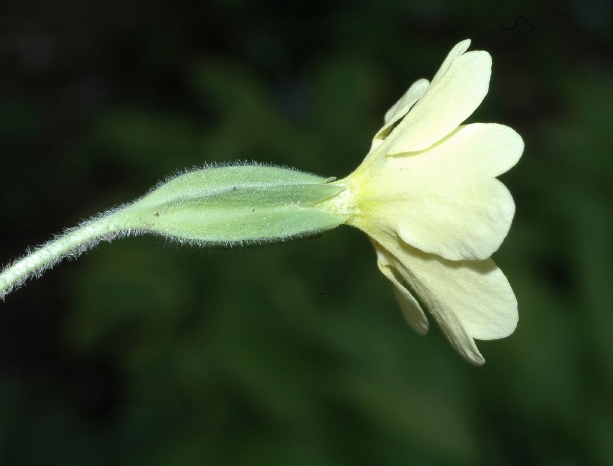 Primulaceae Primula veris
