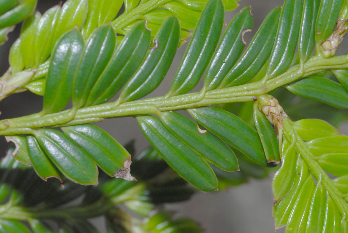 Podocarpaceae Prumnopitys montana
