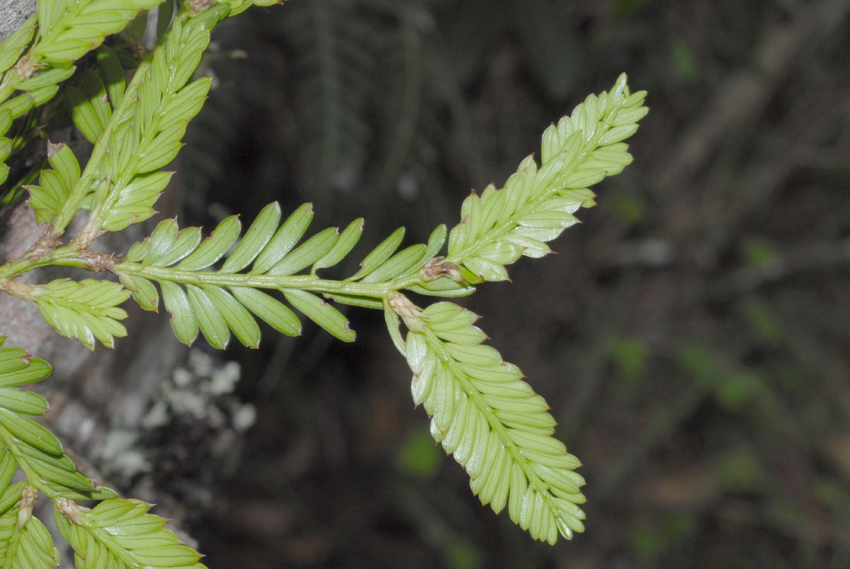 Podocarpaceae Prumnopitys montana