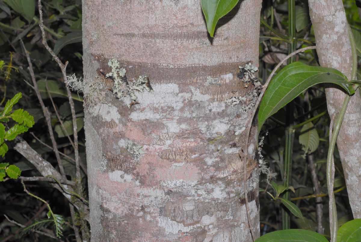 Podocarpaceae Prumnopitys montana