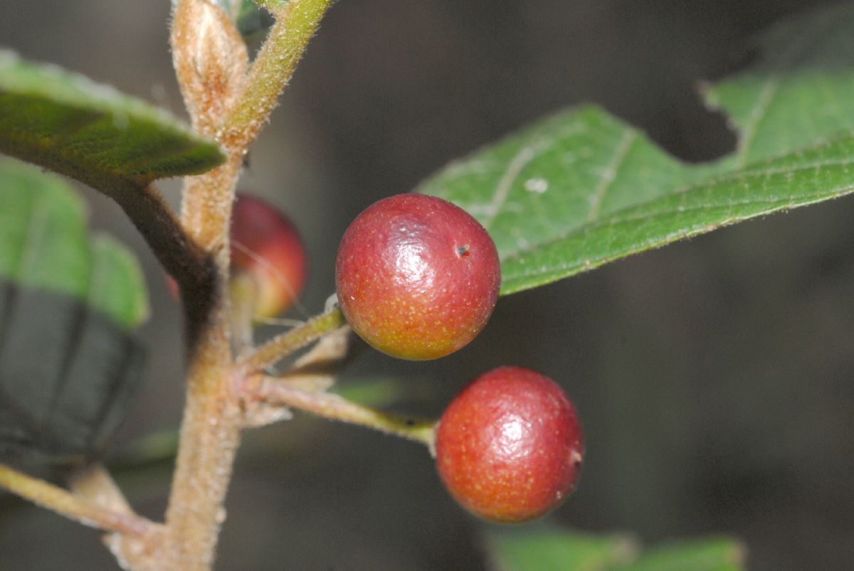 Rhamnaceae Rhamnus pubescens