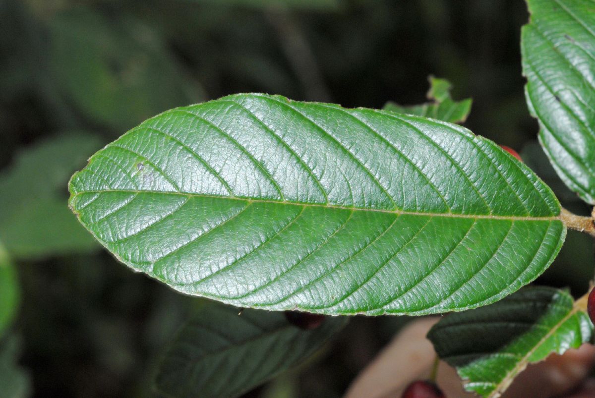 Rhamnaceae Rhamnus pubescens