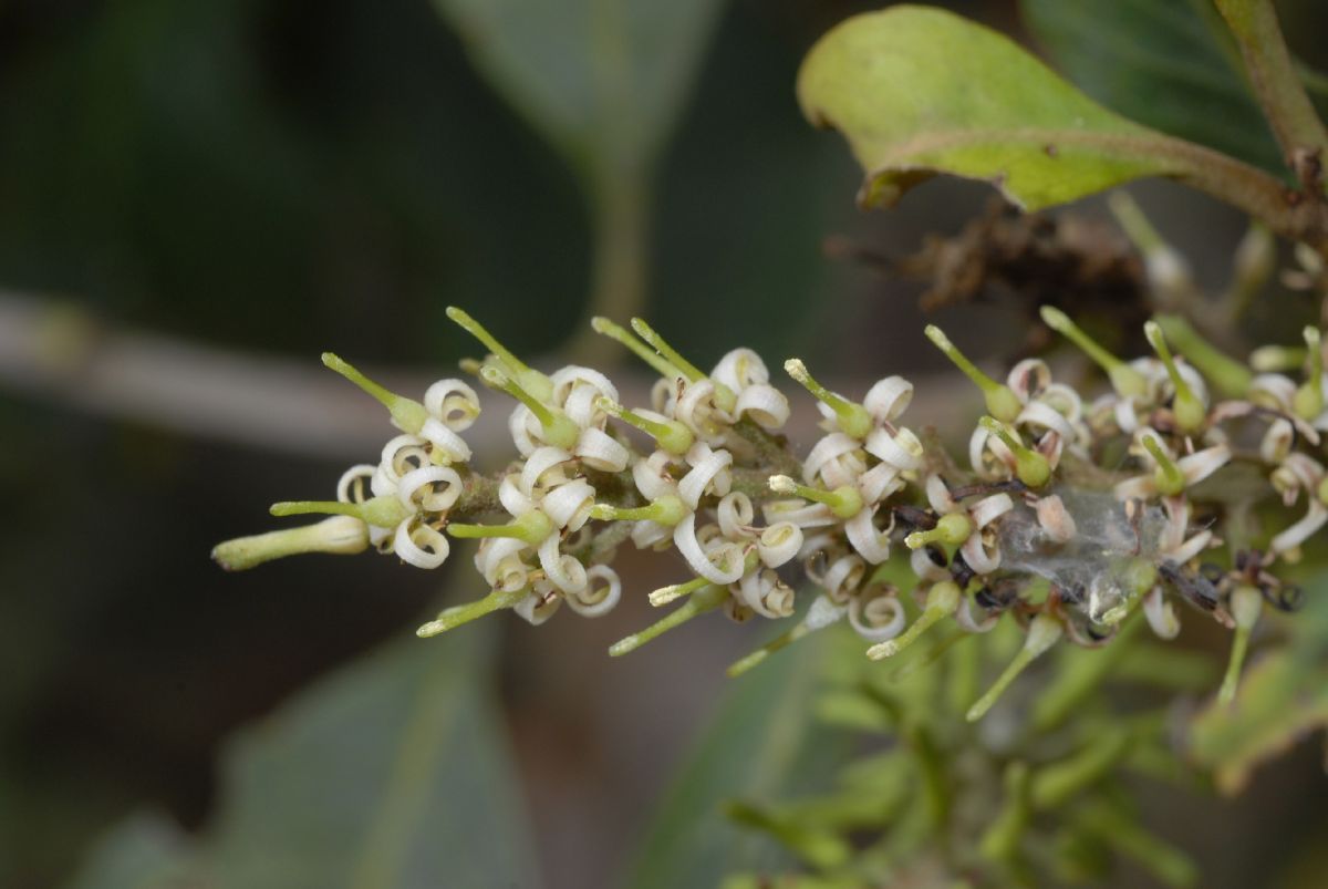 Proteaceae Roupala obovata