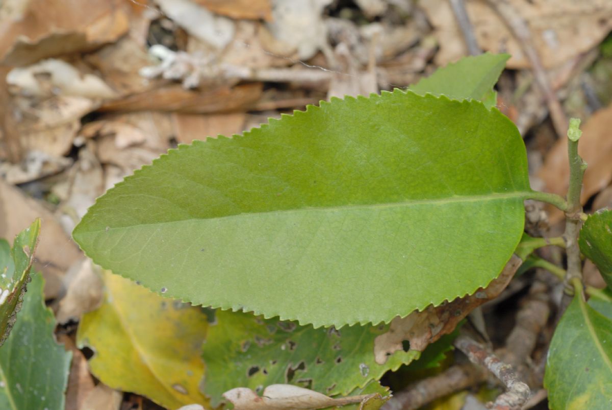 Proteaceae Roupala obovata