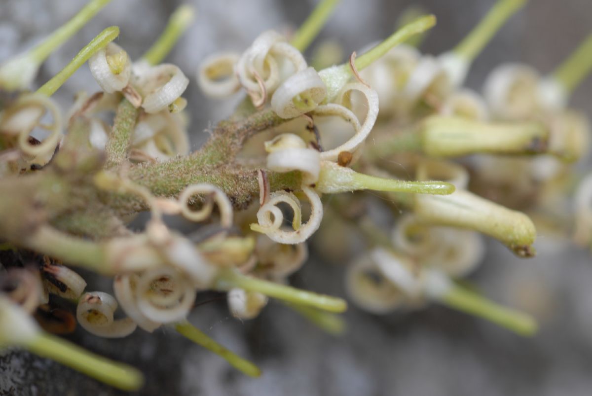 Proteaceae Roupala obovata