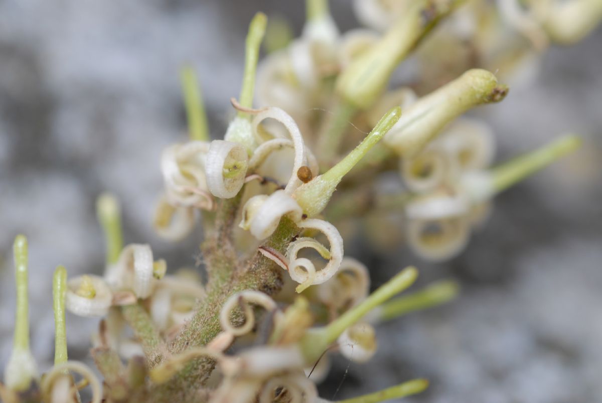 Proteaceae Roupala obovata