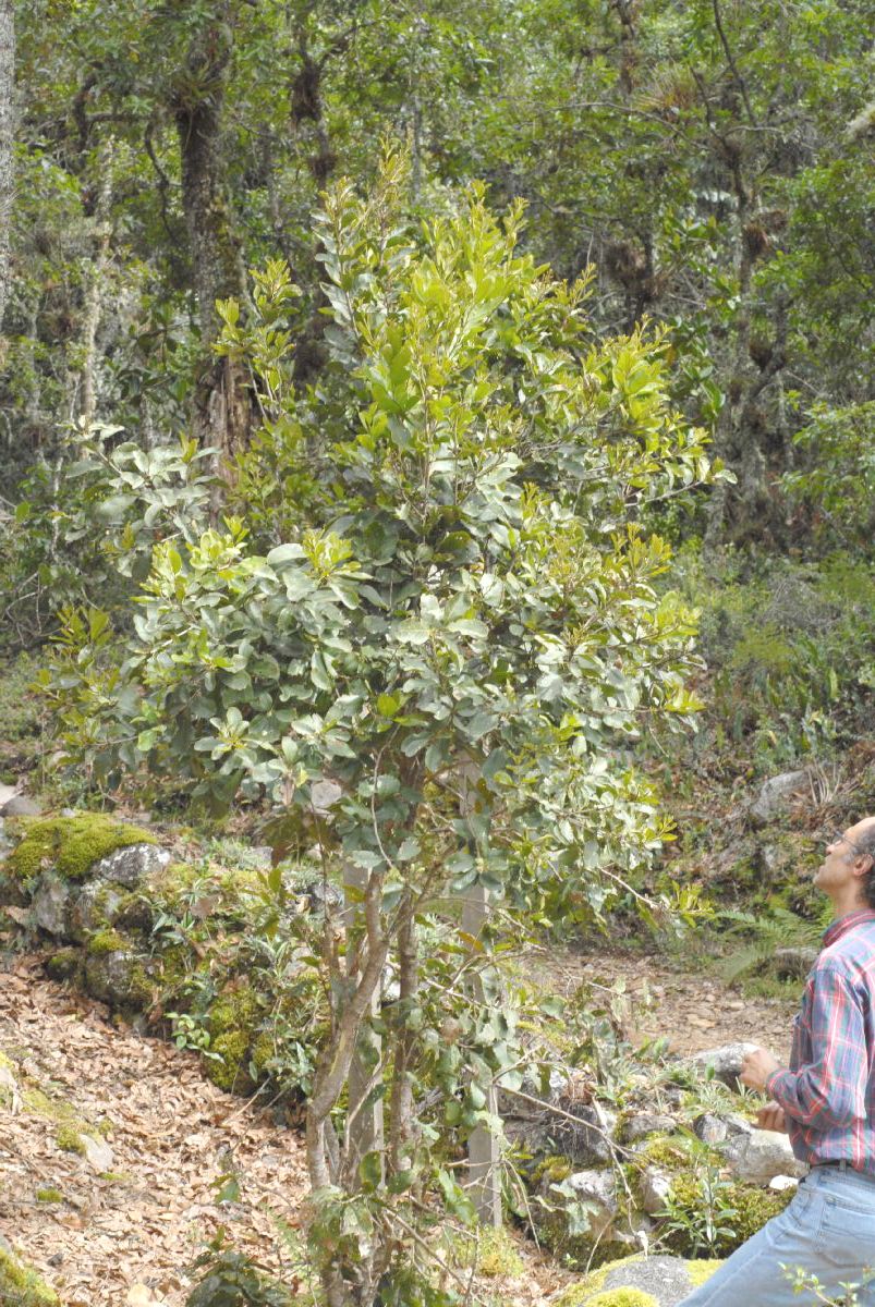 Proteaceae Roupala obovata