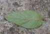 image of Siphocampylus lasiandrum