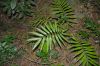image of Zamia acuminata