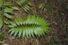 image of Zamia acuminata
