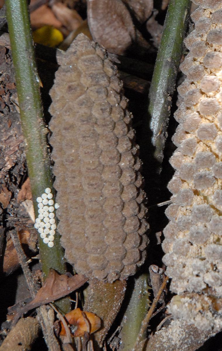 Zamiaceae Zamia acuminata