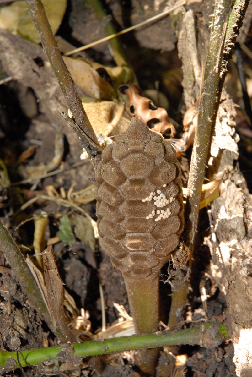 Zamiaceae Zamia acuminata