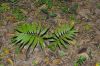 image of Zamia acuminata