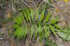 image of Zamia acuminata