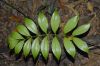 image of Zamia acuminata