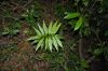 image of Zamia acuminata