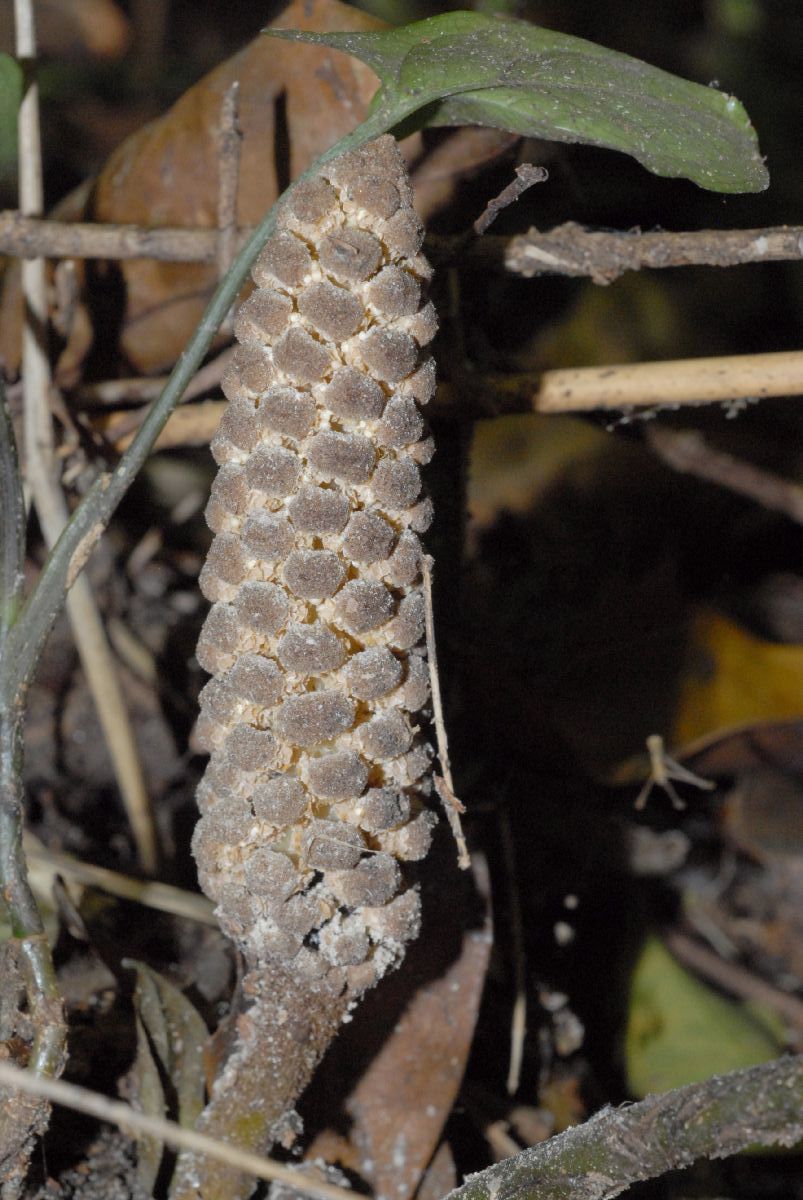 Zamiaceae Zamia acuminata