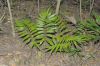 image of Zamia acuminata