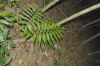 image of Zamia acuminata