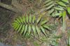 image of Zamia acuminata